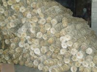 Scallop Shells String-4